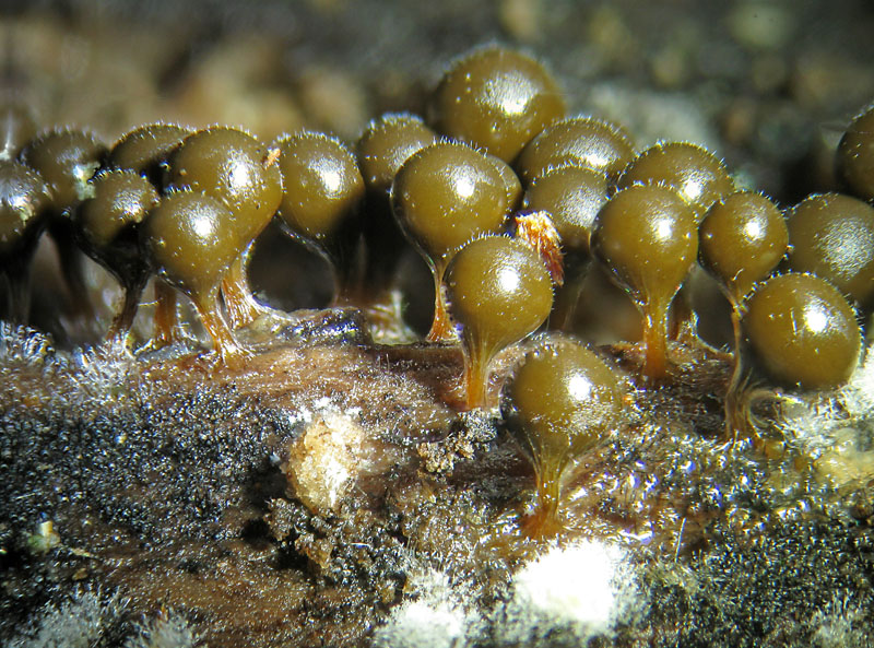 Trichia decipiens olivacea